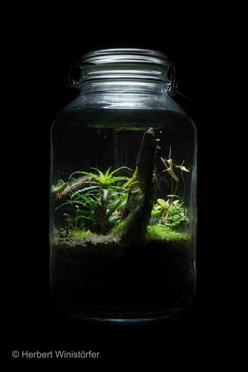 Barbosella cogniauxiana