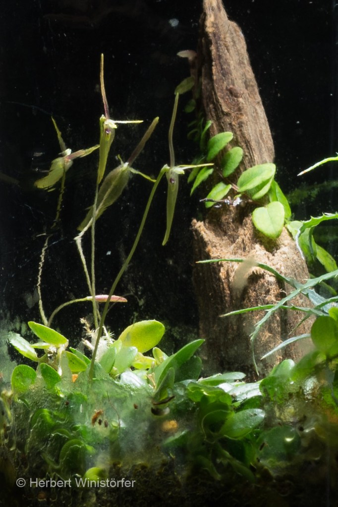 Close-up of Barbosella cogniauxiana blooming in closed glass cotainer, end of March 2022