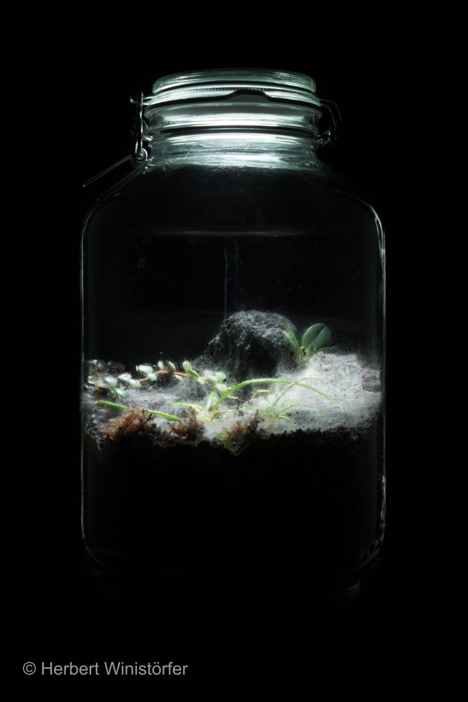 Container of 5 litres inspired by the flora of Madagascar; 15 days after onset with the following plants: Aerangis hyaloides, Begonia bogneri, Drosera madagascariensis, Medinilla sedifolia. "Malgasy" jar 15 days after onset.