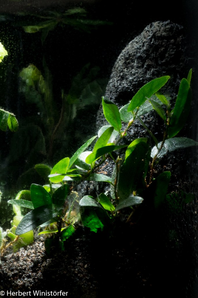 Ficus punctata, male plant, in a container of 5 litres inspired by the flora of Myanmar; 05.11.2021, 6 days after onset.