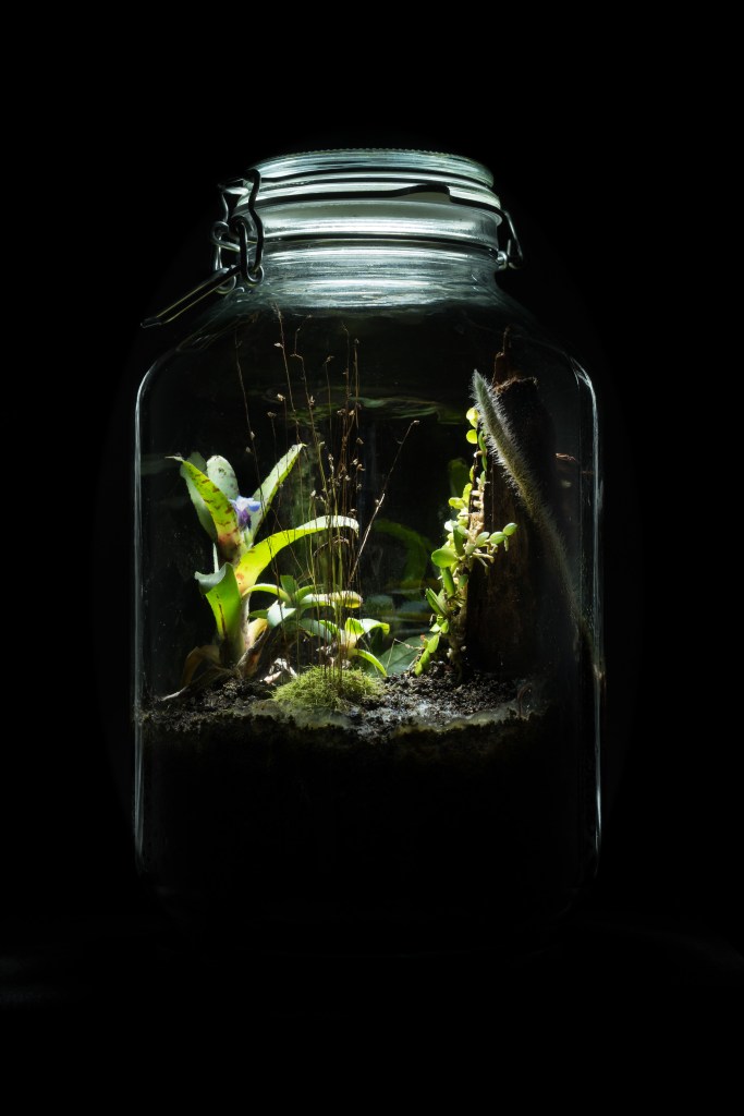 Neoregelia lilliputiana in bloom in a container of 5 litres inspired by the flora of Brazil SE.