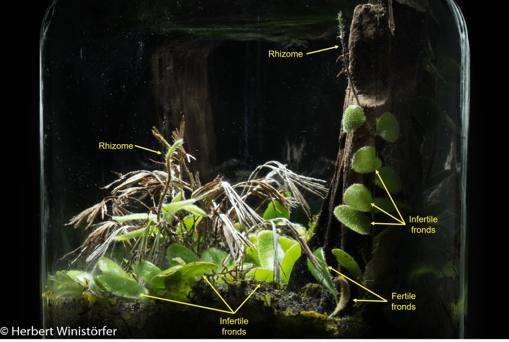 Pyrrosia nummularifolia (foreground); 27.07.2022, 344 days after onset.