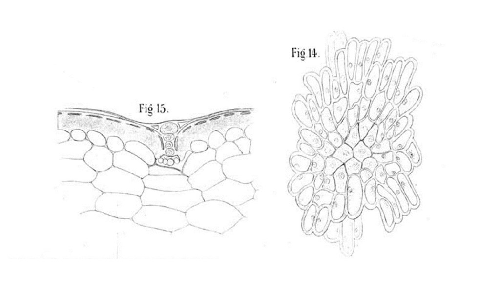 Original illustration of "14. Schuppe von Ortgiesia tillandsioides (id.).; 15. Querschnitt durch dieselbe (id.)" by Schimper (1888).