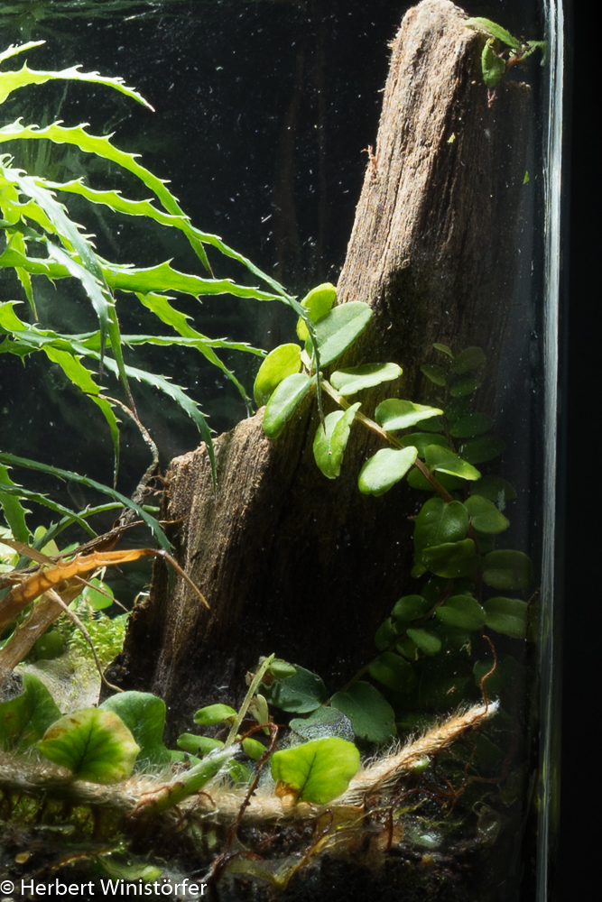 Darwin and the mystery of the coiling&nbsp;direction