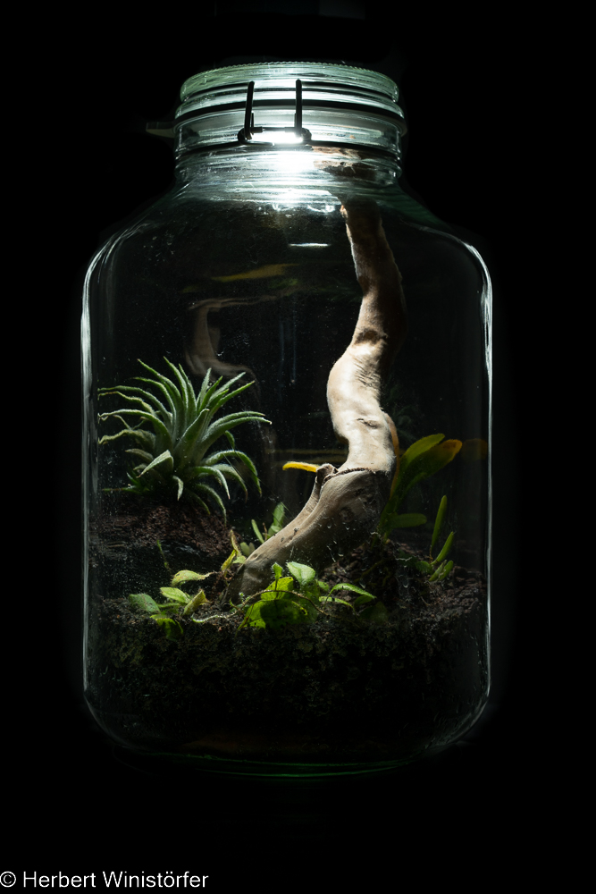 Container of 5 litres inspired by the flora of Costa Rica recently established, photographed with camera flash as main light source (Godox TT685, 20mm, 1/64); 1/250 sek, f 11.