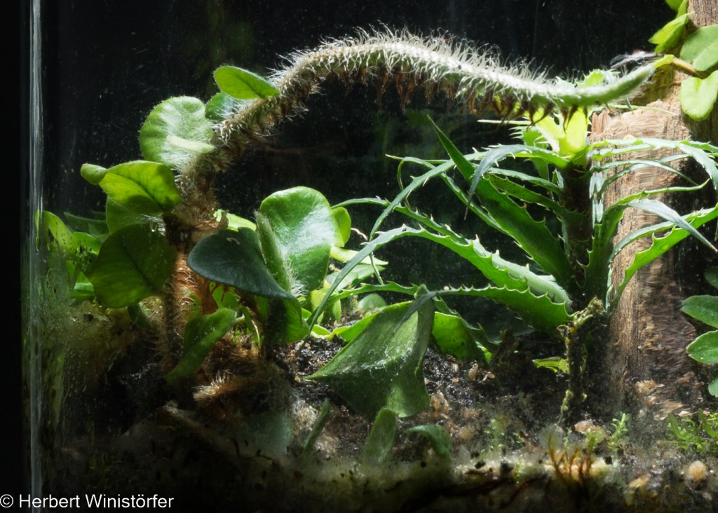 Around the world on behalf of the&nbsp;tsar