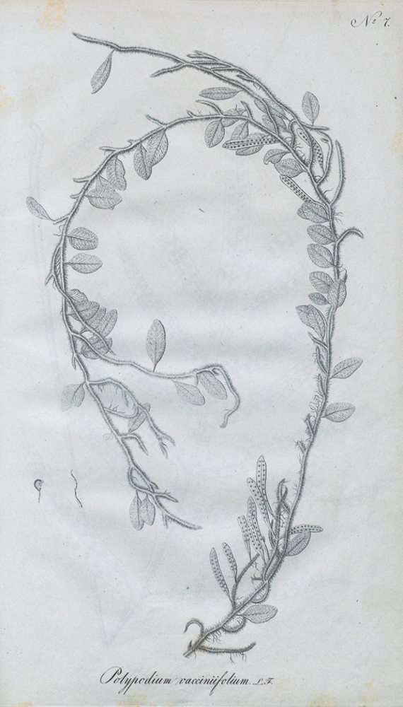 Image source: Langsdorff and Fischer 1810;.ETH-Bibliothek Zürich, Rar 3502, https://doi.org/10.3931/e-rara-17045 / Public Domain Mark