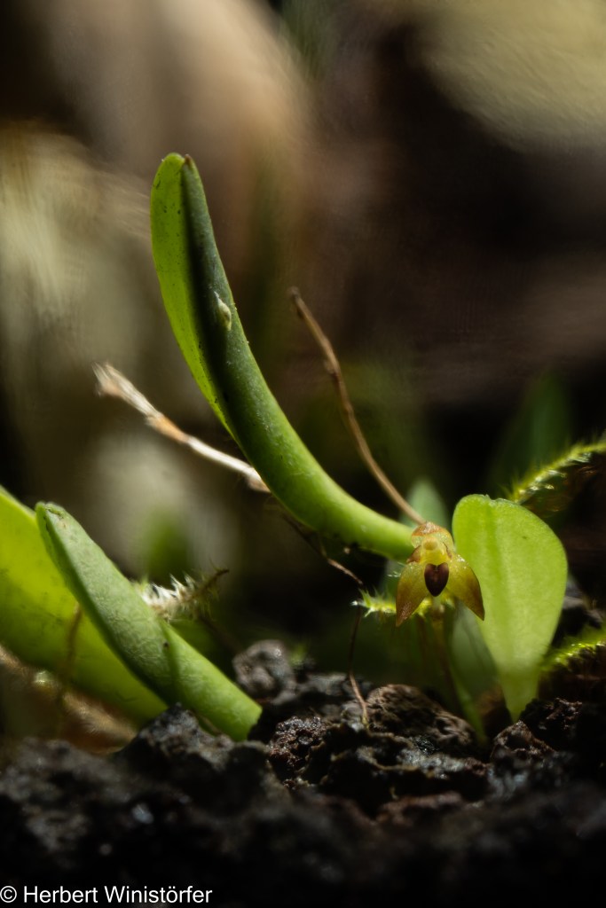 Flower of Anathallis minutalis in a container of 5 litres inspired by the flora of Costa Rica; Sony FE 90mm f2.8 Macro; 1/250s f13.