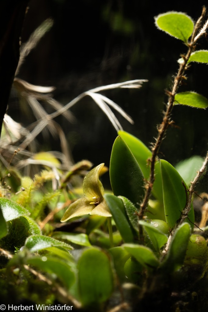 Flower ob Bulbophyllum oblongum in a container of 5 litres inspired by the flora of Myanmar, Sony FE 90mm f2.8 Macro; 1/250s f6.7; single image with focus on the center of the bloom.