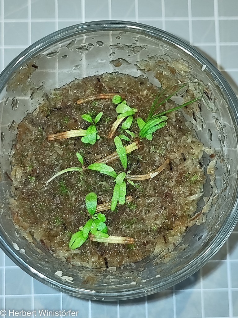 B. bogneri leaf cutttings, 65 days after onset. the grid in the background is 1 x 1 cm.