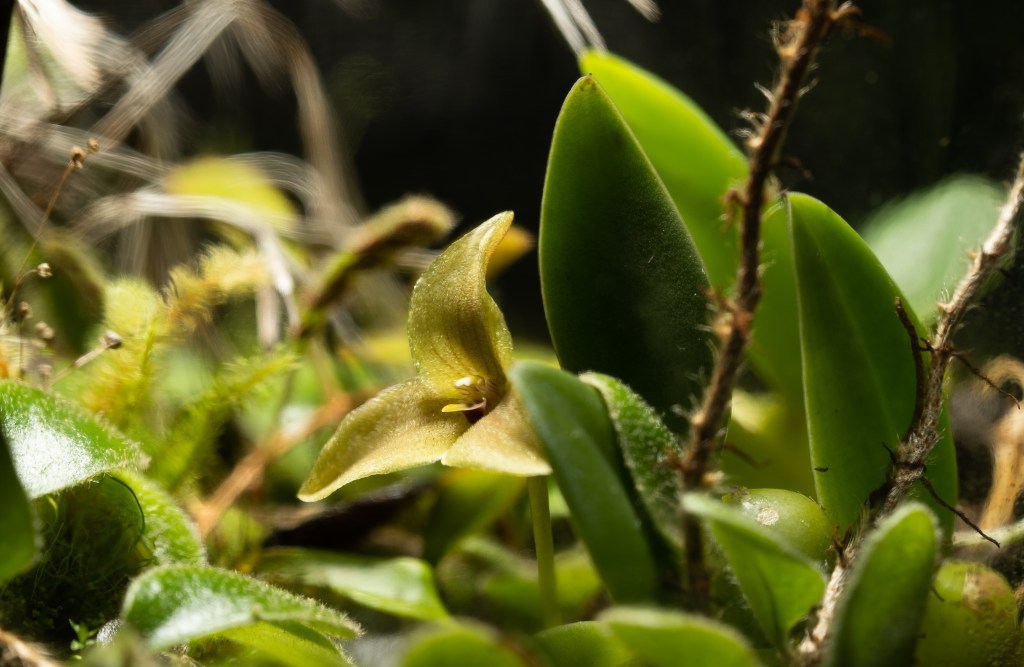 Macro lens for micro&nbsp;plants