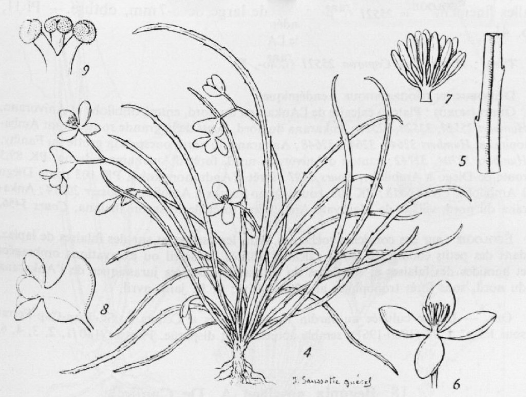 "Pl. 12. - […] Bégonia bogneri Ziesenh. : 4, ensemble de la plante fleurie x 2/3; 5, détail d'un fragment de feuille x 2; 6, Fleur ♂ x l,5; 7, androcée x 4; 8, fleur ♀ x 1,5; 9, styles et stigmates x 4 (Bogner 262 et photographie)." (Keraudren-Aymonin 1983)
