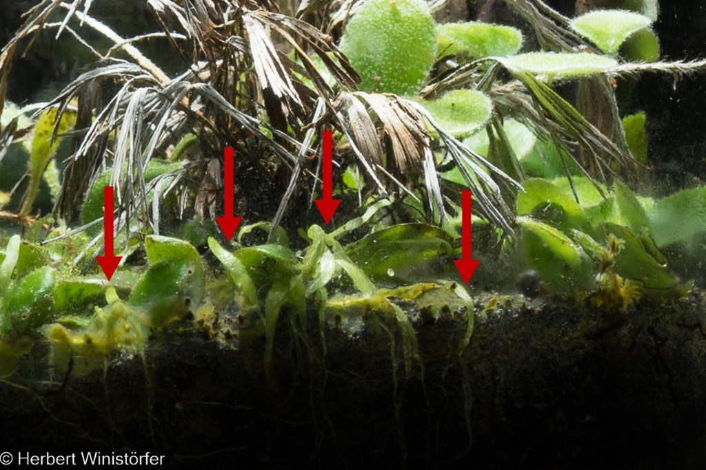 Container of 5 litres inspired by the flora of Myanmar, 22.07.2022, with Utricuaria involvens growing at the outermost edge of the substrate (red arrows).