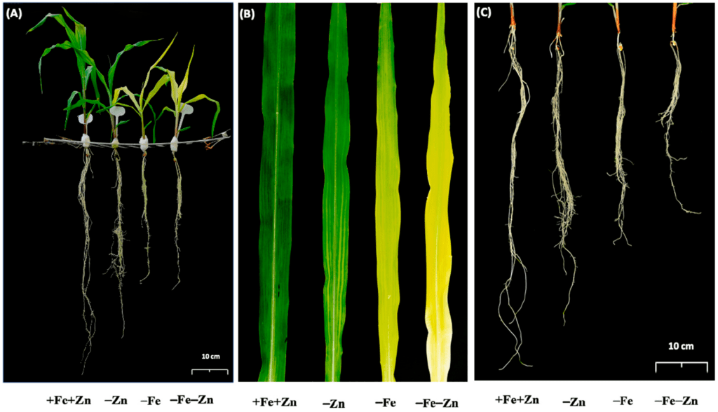 19 days-old maize seedlings in response to 12 days exposure to Zn and Fe deficiencies (–Zn, –Fe and –Fe–Zn): (A) whole plant; (B) leaves; and (C) roots. (Mallikarjuna e.a. 2020)