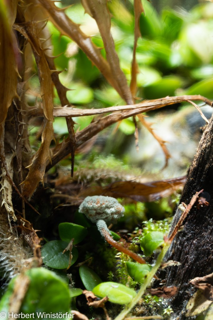 Detail from a container of 5 litres inspired by the flora of Brazil SE; 22.01.2023, after a fungus-like structure has emerged.