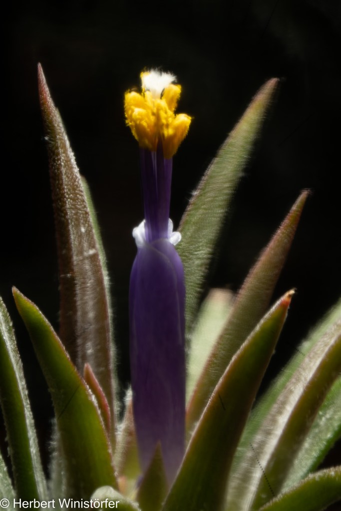 Flower of Tillandsia ionantha in a container of 5 litres inspired by the flora of Costa Rica; 29.01.2023, 156 days after onset.