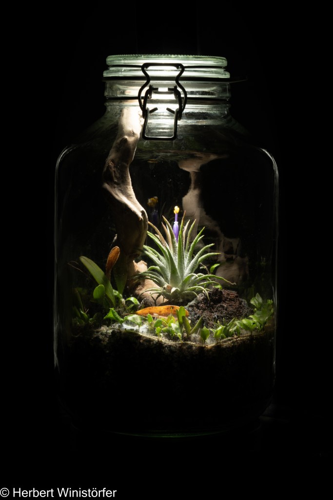 Container of 5 litres inspired by the flora of Costa Rica with flowering Tillandsia ionantha; 29.01.2023, 156 days after onset.