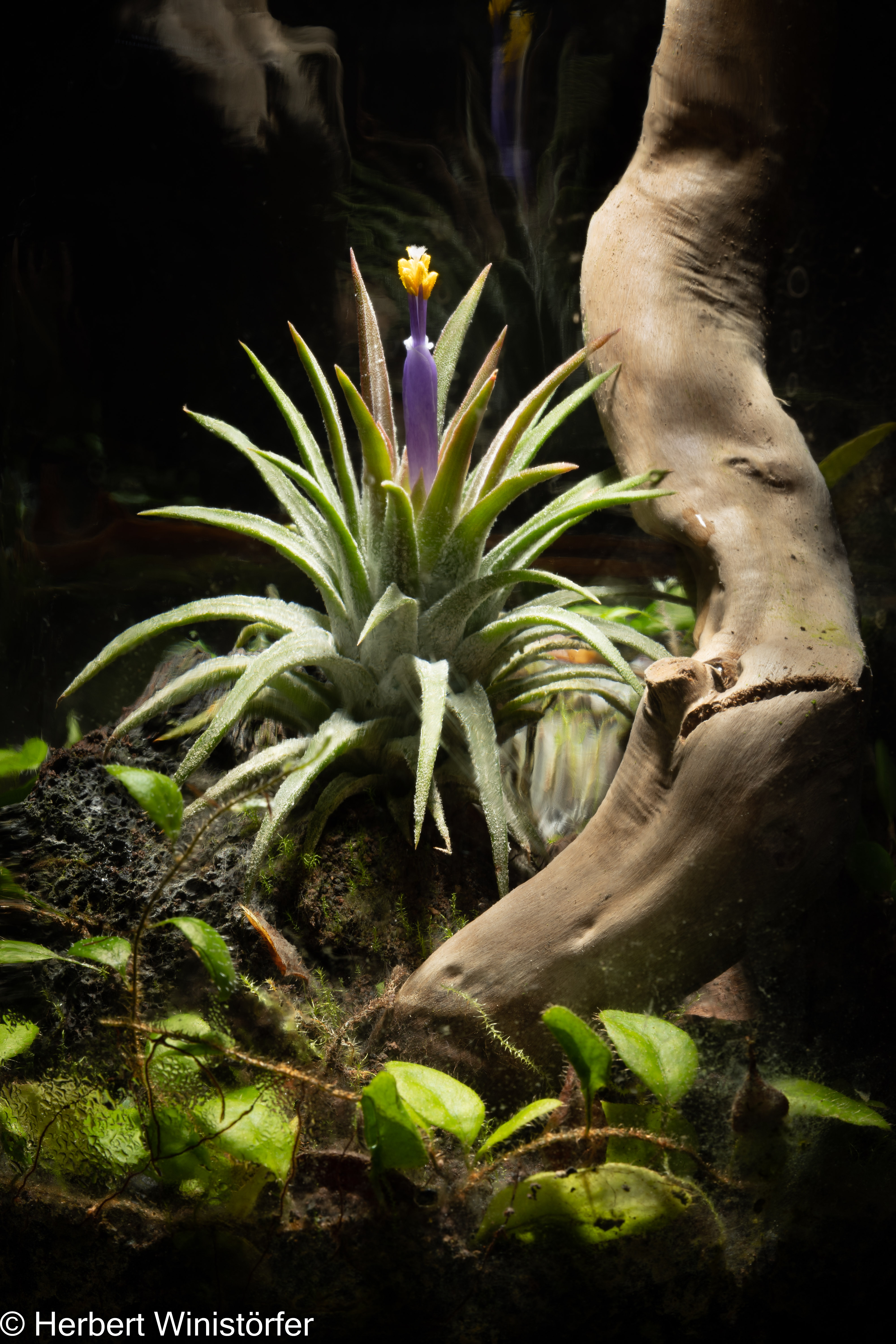 Tillandsia kautskyi hybrid purple 速達発送