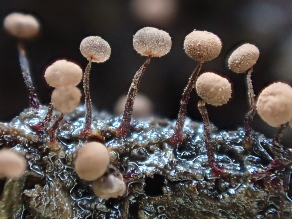 Cribraria cancellata, © Damon Tighe, licenced under CC BY-NC 4.0, image source: https://www.inaturalist.org/.