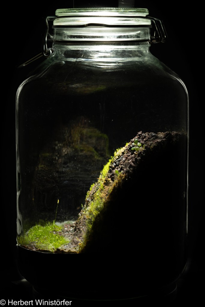 Container of 5 litres with Utricularia juncea, Kindbergia praelonga and Specklinia microphylla, one month after onset.