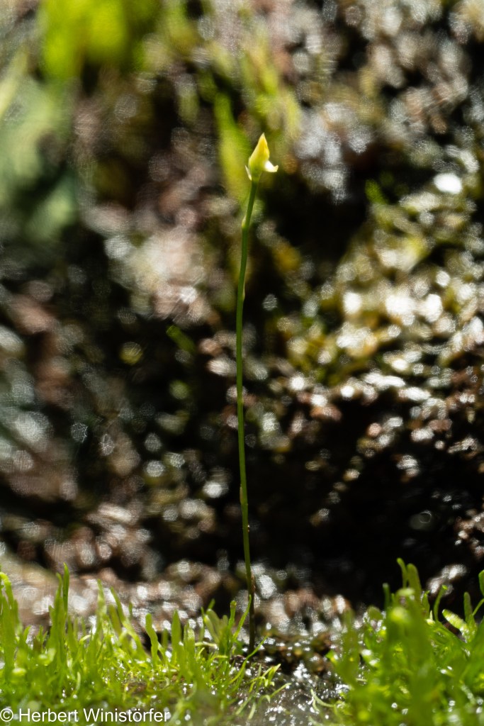 Cleistogamous flower of Utricularia juncea in a container of 5 litres.