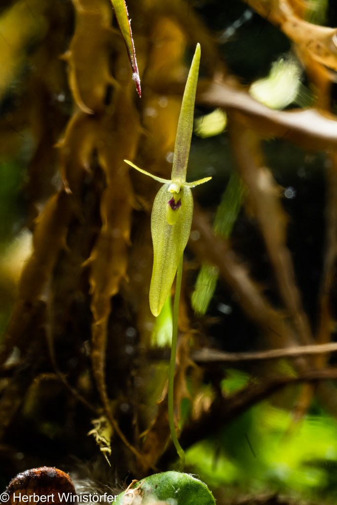 Flower of B. cogniauxiana, frontal view, in a container of 5 litres inspired by the flora of Brazil SE; 620 days after onset.