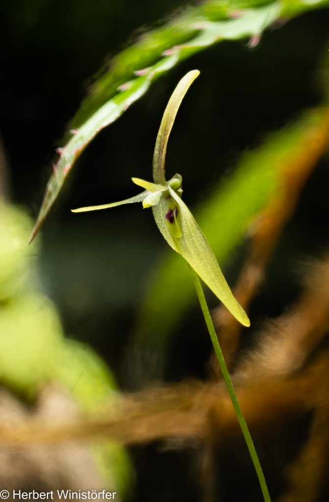 Flower of B. cogniauxiana, side view, in a container of 5 litres inspired by the flora of Brazil SE; 620 days after onset.