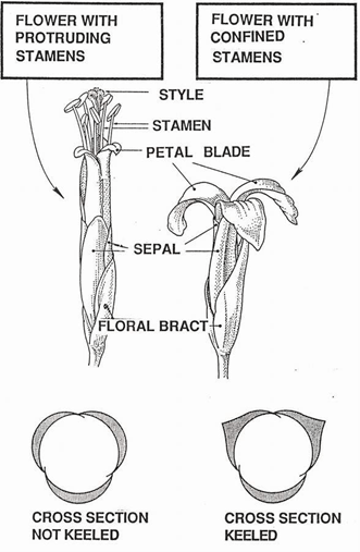 Tillandsia floral morphology (Butcher 1994)