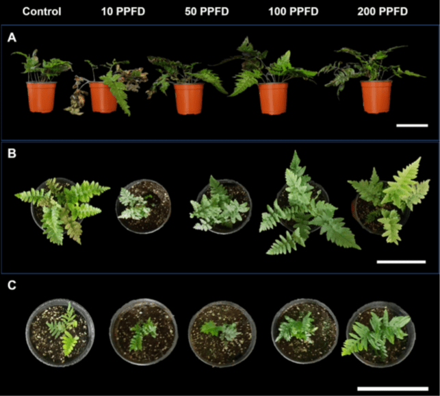 In vitro-cultured seedlings of three evergreen fern species were cultivated for 10 weeks at four different light intensities, the growth reactions were documented: (A) Athyrium sheareri; (B) Dryopteris lacera; (C) Polypodium vulgare; scale bars indicate 100 mm; control plants were grown during the same period in a glass greenhouse under varying natural light (mean value 236.8±20.4 PPFD); (Souce: Jang e.a. 2020, with permission of ISHS).