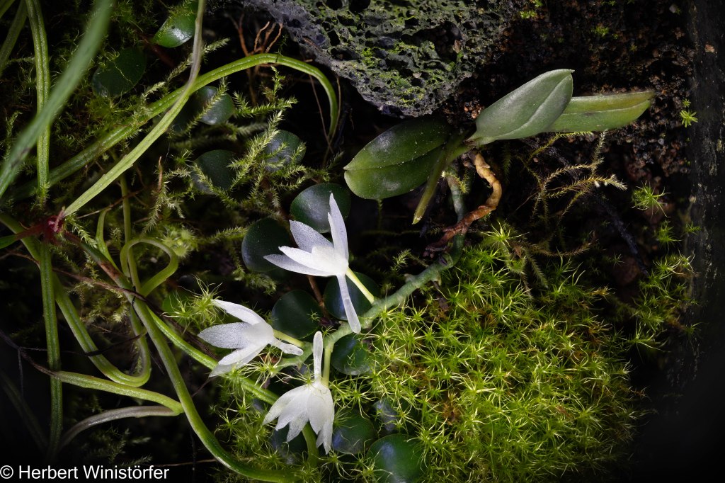 Flowering Aerangis hyaloides together with Begonia bogneri, Medinilla sedifolia and an unidentified moss in a container of 5 litres inspired by the flora of Madasgacar; 460 days after onset; view from above, photographed through the opening of the container.