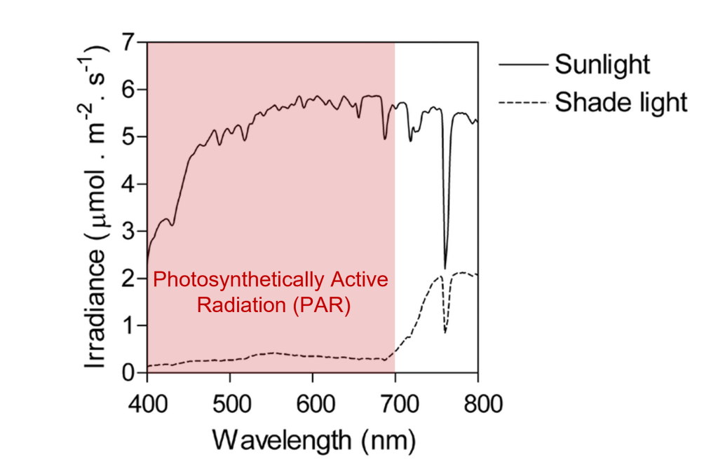 Difference in irradiance between sunlight and shade light; the photoynthetically active range marked by red shading (Source: Casal 2012, modified, with permission of ASPB).
