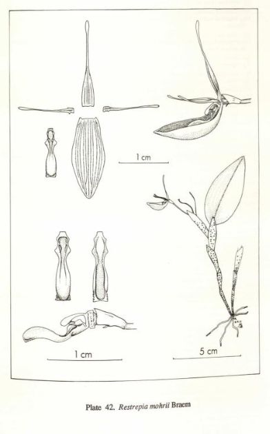 Drawing by Luer (1996: 103) of Restrepia mohrii; with permission from Missouri Botanical Garden Press, St. Louis.
