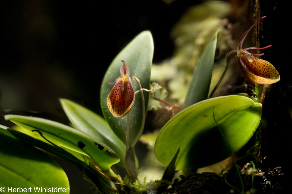 Restrepia cymbula, two flowers open, in a container of 5 litres inspired by the flora of Ecuador; 14.04.2023, 88 days after onset.