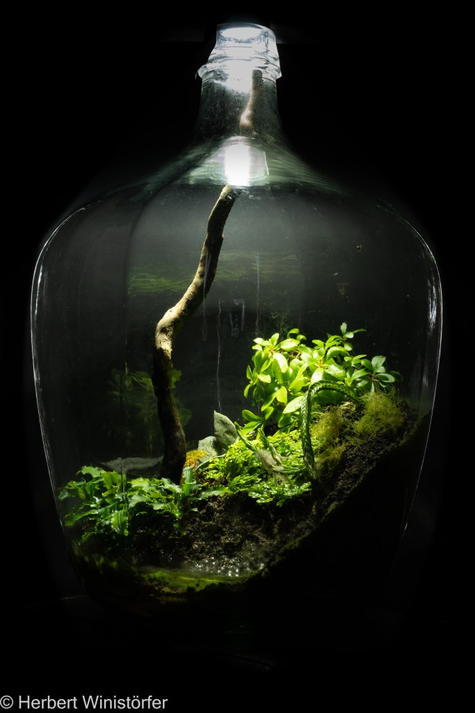 Glass carboy of 25 litres with Pachycentria glauca (background, top), Bucephalandra sp. (bottom, left), Huperzia tetrasticha (center, foreground) Ficus pumila ´quercifolia´(center), Begonia baik (center, background) and Hoya lacunosa (center, background); 01.06.2023, 237 days after onset.