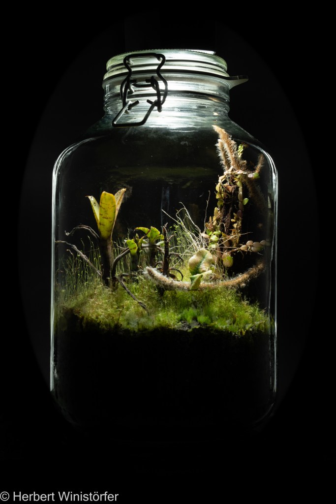 A dense lawn of moss sporophytes (background) has developed in a container of 5 litres inspired by the flora of Brazil SE; 05.06.2023, 739 days after onset.