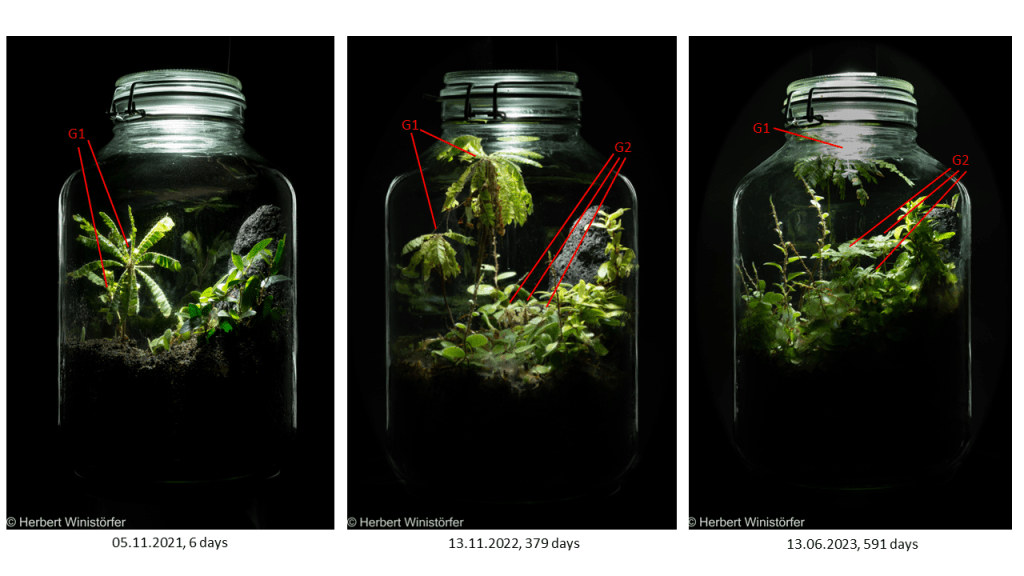 Development over time of a container of 5 litres inspired by the flora of Myanmar; Biophytum sensitivum producing a second generation of plantlets (G2) from self-pollinated seed of the initial plants (G1).