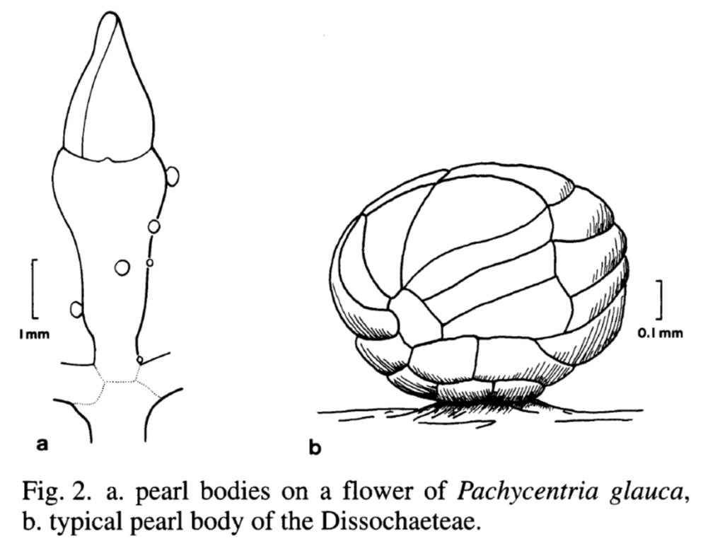 Pearl bodies (also called "food bodies") typical for Pavchycentria glauca (image source: Clausing 1998, p. 364; Elsevier, all rights protected).