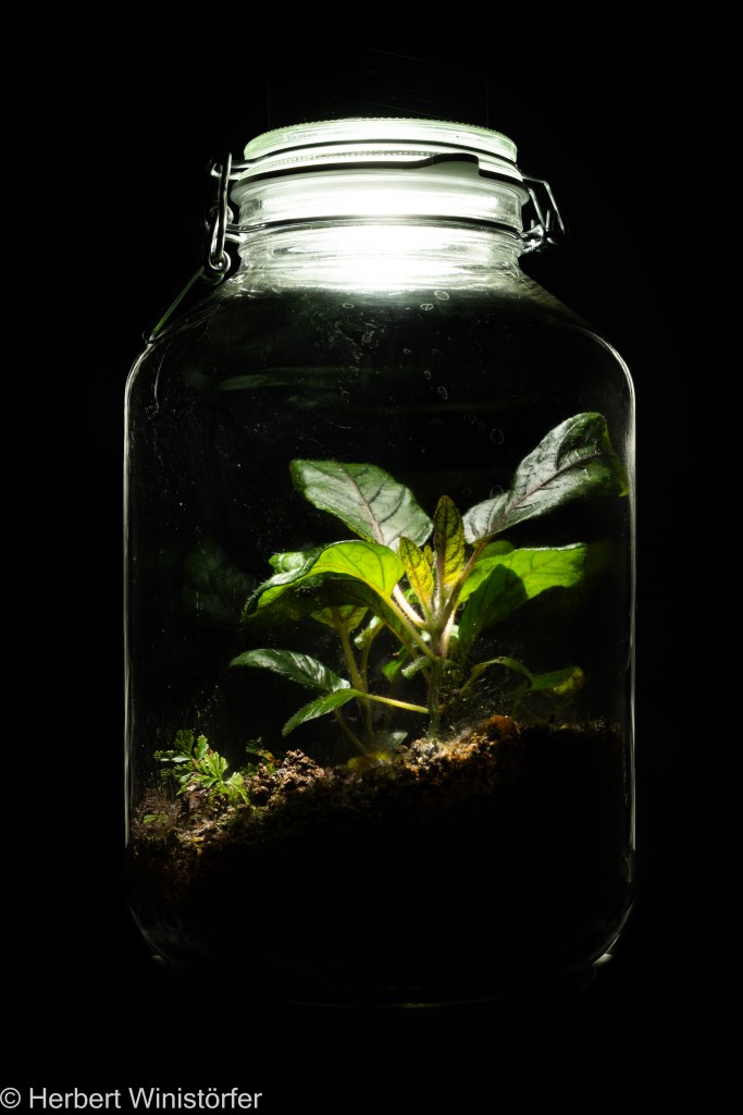 Strobilanthes reptans (three seperate individuals) and Davallia parvula in a container of 5 litres inspired by the flora of New Guinea, 23.07.2023, 55 days after onset.