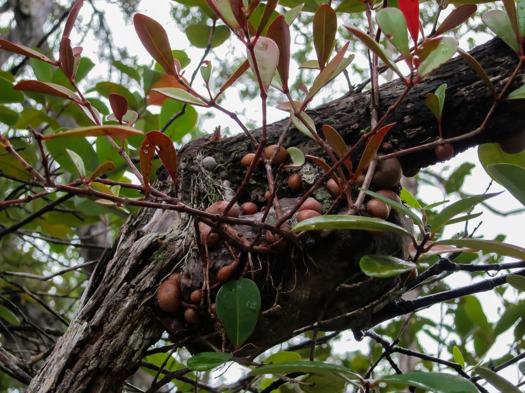 Pachycentria glauca in its epiphytic habit with typical root swellings, photographed by anschieber for iNautralist in Bako National Park, Sarawak, Malaysia (CC BY-NC).