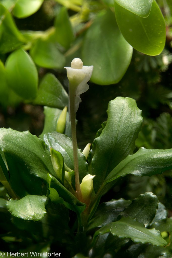 Bucephalandra sp. in a container of 5 litres inspired by the flora of Borneo, on day 2 of the flowering period; 21.09.2023, 142 days after onset.
