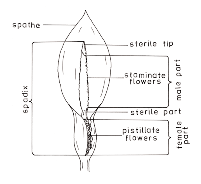 Typical aroid inflorescence in detail (Ivancic and Lebot 2000, p. 16, with permission from the publisher)