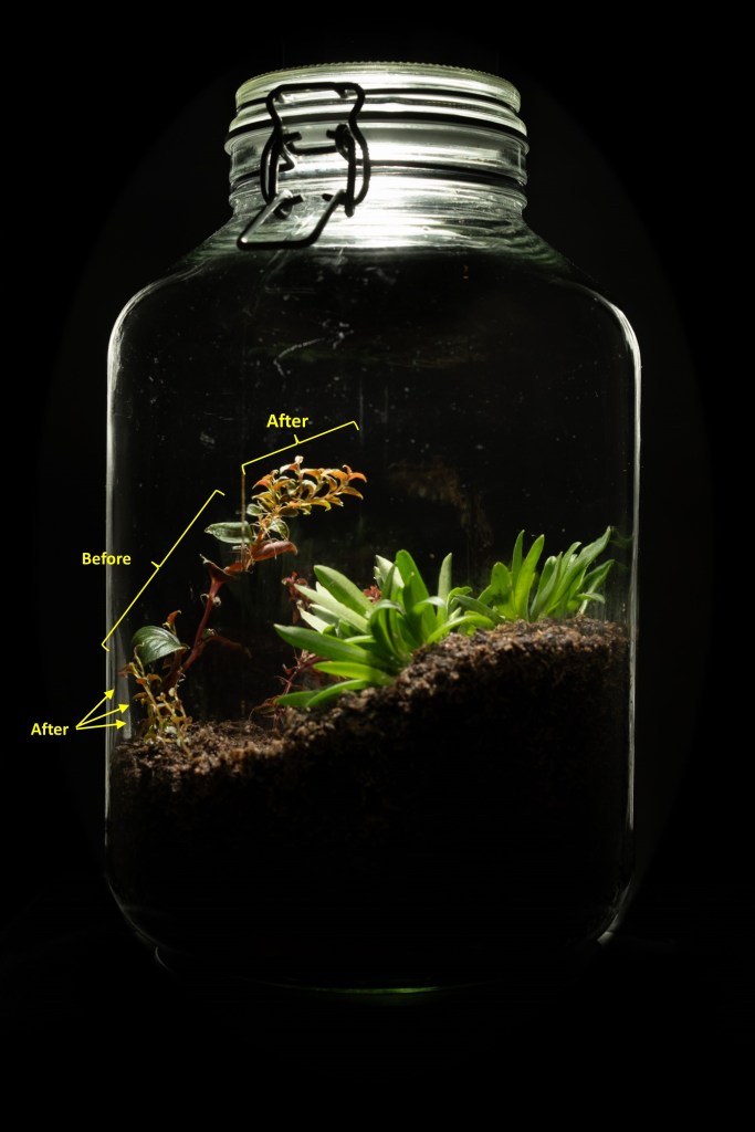 Peperomia sp. (left hand side, together with Masdevallia minuta, right hand side , and Triolens pileoides, background), with two distinctly different types of leaves, those produced before and those produced after the plant ha been placed in closed container conditions; 22.08.2023, 5 days after onset.