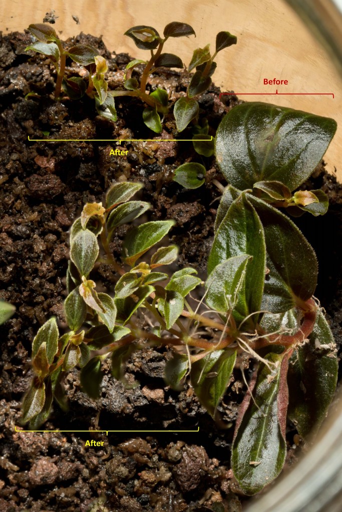 Peperomia sp., view from above, with two distinctly different types of leaves, those produced before and those produced after the plant has been placed in closed container conditions.