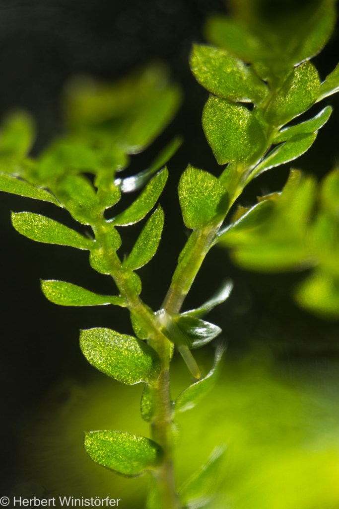 A rhizophore develops at the branching point of a shoot of Selaginella uncinata; 5l jar dedicated to Vietnam; 18.11.2023, 75 days after onset.