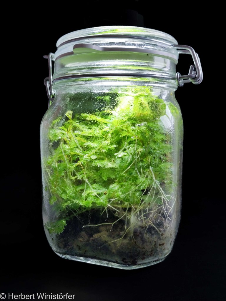 Selaginella uncinata in a container of 1 litre, 17.11.2023; the root-like structures growing from the shoots can be clearly recognised on the glass wall.