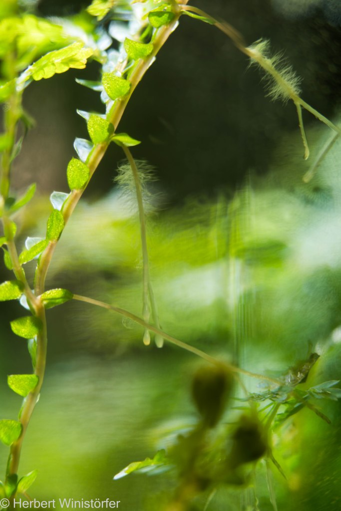 A shoot of Selaginella uncinata with several former rhizophores, some with root hairs, others without; 5l jar dedicated to Vietnam; 18.11.2023, 75 days after onset.