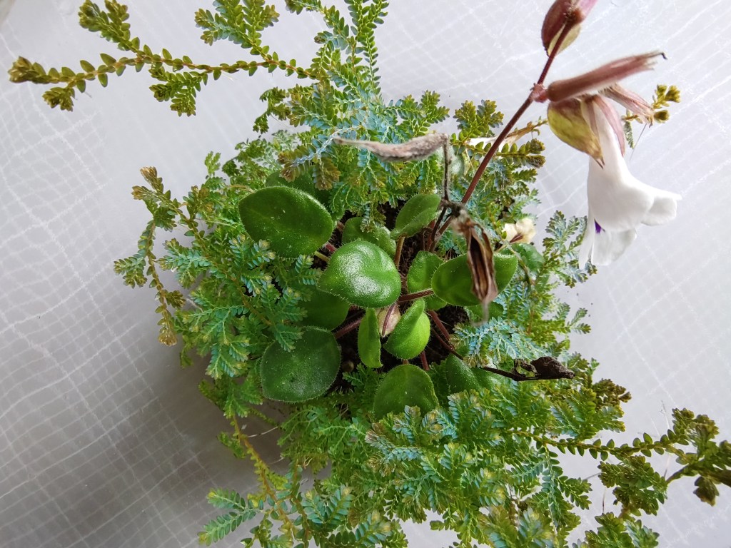 The same container as in the picture above, nine weeks later, photographed with a wide-angle setting from above through the opening of the glass; 18.11.2023, 75 days after onset.