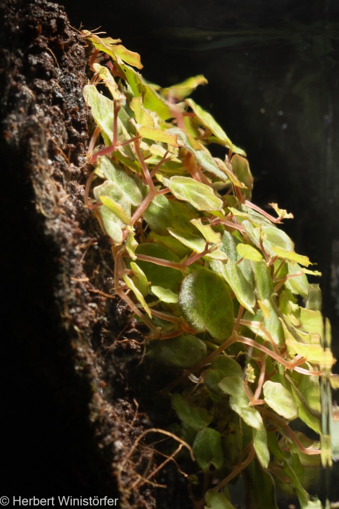 Begonia lichenora in a container of 5 litres inspired by the flora of Borneo (27.01.2024, 42 days after onset).
