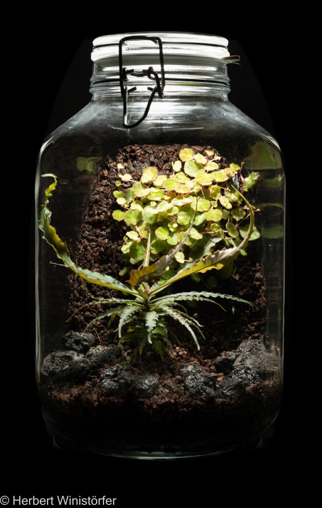 Container dedicated to Borneo with Begonia lichenora and Labisia sp. "Boyan" (27.01.2024, 42 days after onset).