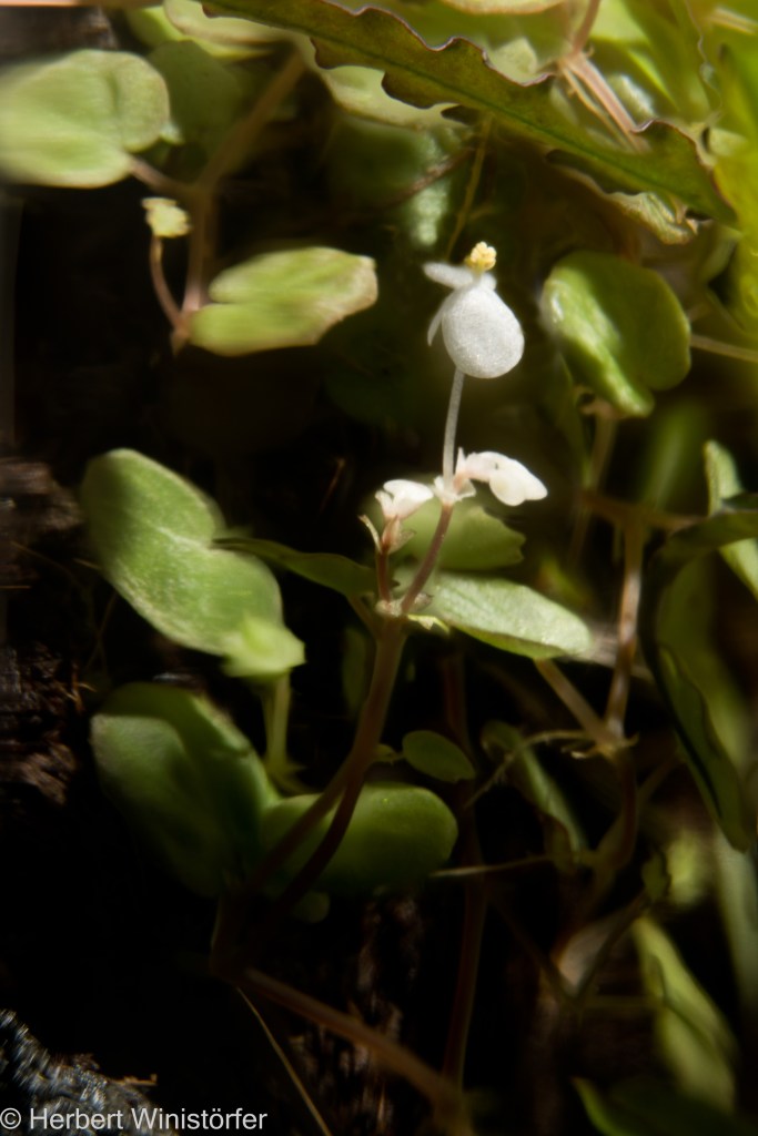 Inflorescence of B. lichenora; illuminated by a flash in the plane of the object so that it shines into the container from the top right; stacked from 101 images.